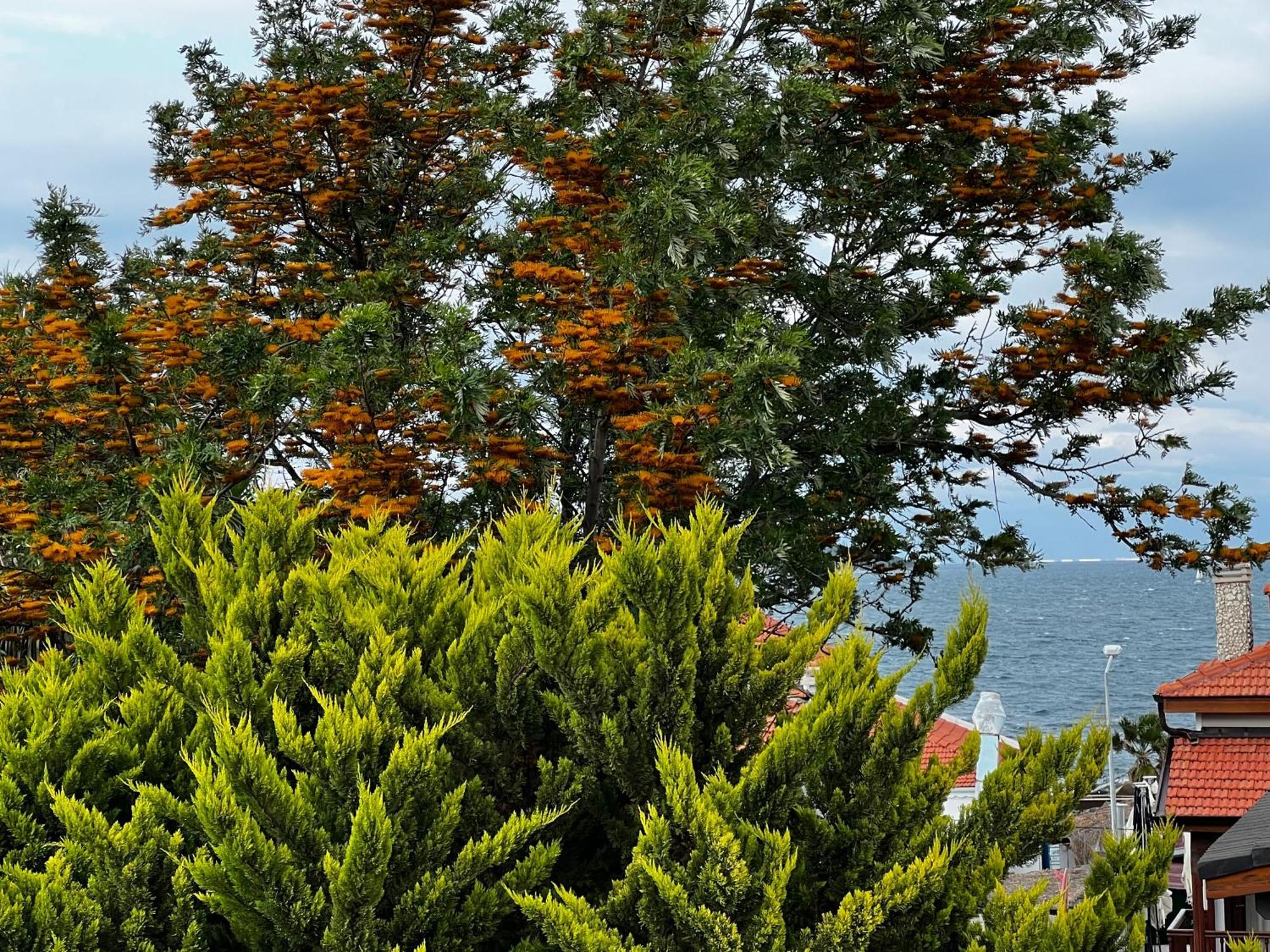 Ada Konak Otel Urla Dış mekan fotoğraf